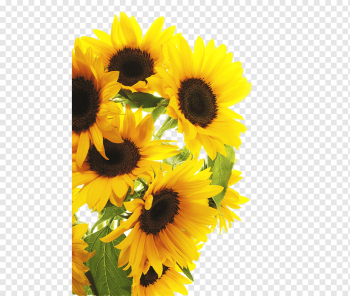 sunflowers illustration, Common sunflower graphy, sunflower, flower Arranging, sunflower, sticker png