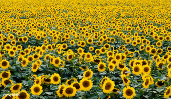 Sunflowers in a Wisconsin field. Original ima.. | Free public domain photo - 421862
