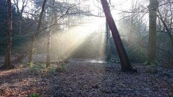 sunlight glowing near forests sunlight glowing near forests