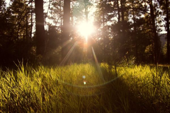 sunlight through trees sunlight through trees