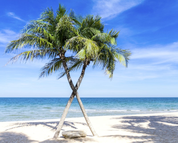 Sunny beach with palm tree, | Free Photo - rawpixel