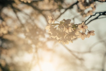 Sunny Cherry Blossoms Sunny Cherry Blossoms