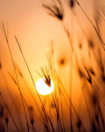 Sunset Sunset