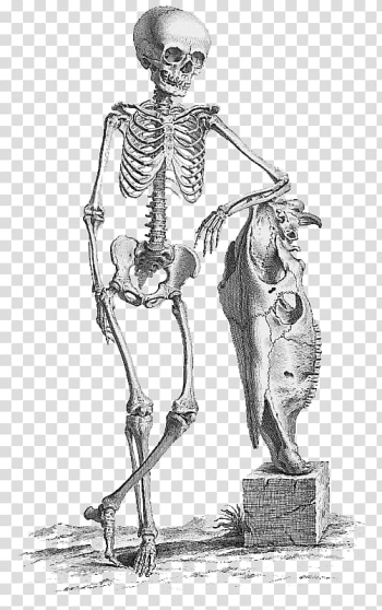 Surgery Anatomy Medicine Bone Human skeleton, Halloween Skeleton File transparent background PNG clipart