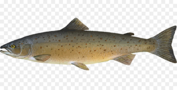 Sushi Atlantic salmon Food Fish - Fresh fish Sushi Atlantic salmon Food Fish - Fresh fish