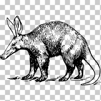 SVG Aardvark SVG Aardvark