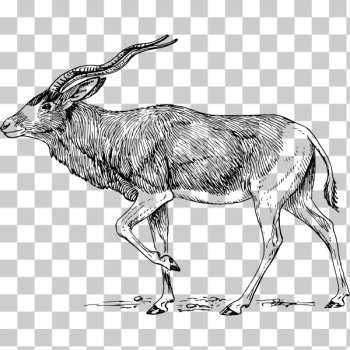 SVG addax antelope SVG addax antelope