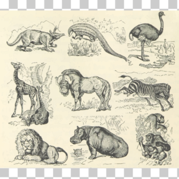 SVG African animals SVG African animals