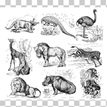 SVG African animals vector collection SVG African animals vector collection