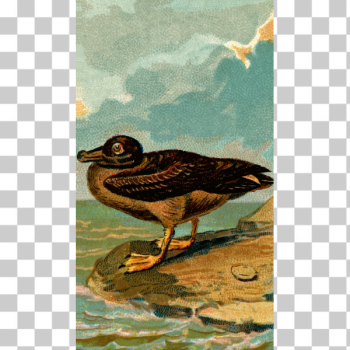 SVG Albatross illustration