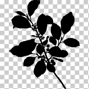 SVG Alder buckthorn drawing SVG Alder buckthorn drawing