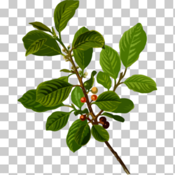 SVG Alder buckthorn image SVG Alder buckthorn image