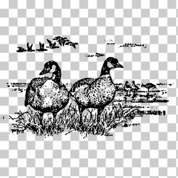 SVG Aleutian geese standing SVG Aleutian geese standing