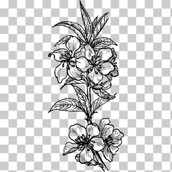 SVG Almond flower vector drawing