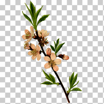 SVG Almond tree vector image