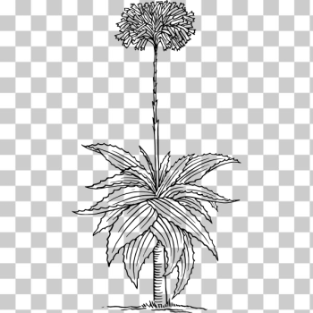 SVG Aloe 2 SVG Aloe 2