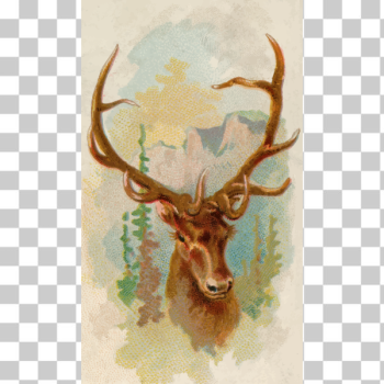 SVG American elk