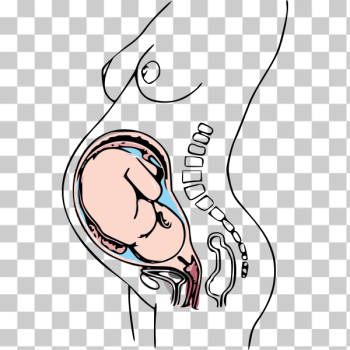 SVG Anatomy of pregnancy