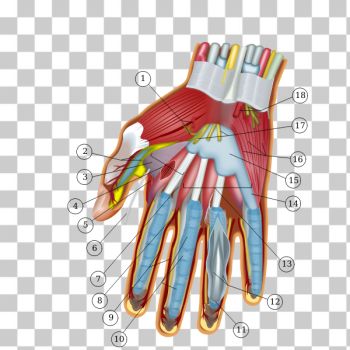 SVG Anatomy of the hand SVG Anatomy of the hand