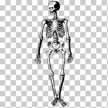 SVG Anatomy skelet SVG Anatomy skelet