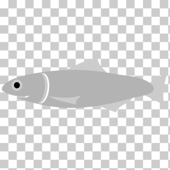 SVG Anchovy fish SVG Anchovy fish