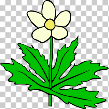 SVG Anemone canadensis vector SVG Anemone canadensis vector