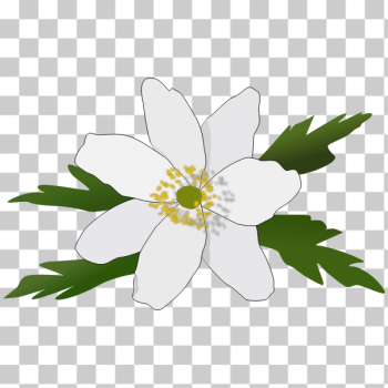 SVG Anemone Nemorosa SVG Anemone Nemorosa