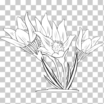 SVG Anemone Patens Outline Vector SVG Anemone Patens Outline Vector