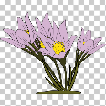SVG Anemone Patens plant vector SVG Anemone Patens plant vector