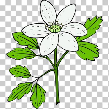 SVG Anemone Piperi vector SVG Anemone Piperi vector