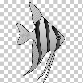 SVG Angelfish SVG Angelfish