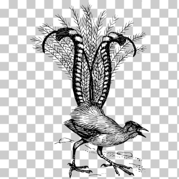 SVG Angry lyre bird vector clip art SVG Angry lyre bird vector clip art