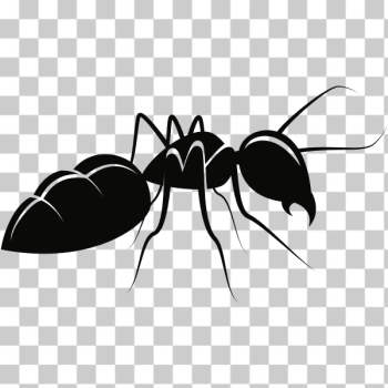 SVG ant animal pdv SVG ant animal pdv