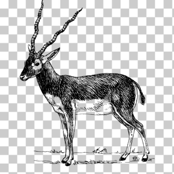 SVG antelope SVG antelope