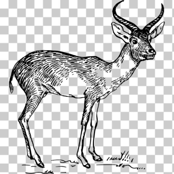 SVG antelope 2 SVG antelope 2