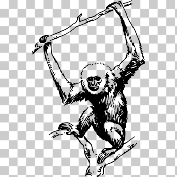 SVG Ape hanging SVG Ape hanging