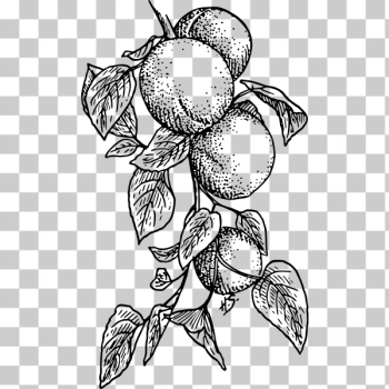 SVG Apricot SVG Apricot