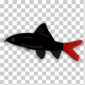 SVG Aquarium fish - Epalzeorhynchos