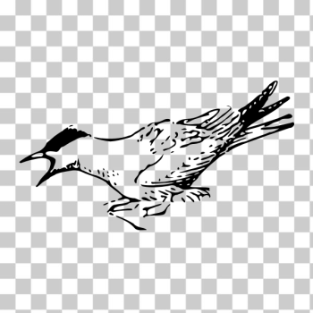 SVG Arctic Tern vector image SVG Arctic Tern vector image
