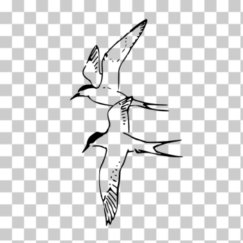 SVG Arctic Terns Vector Image SVG Arctic Terns Vector Image