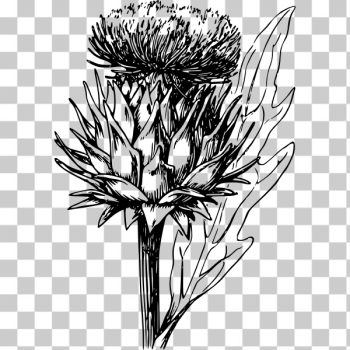 SVG Artichoke SVG Artichoke