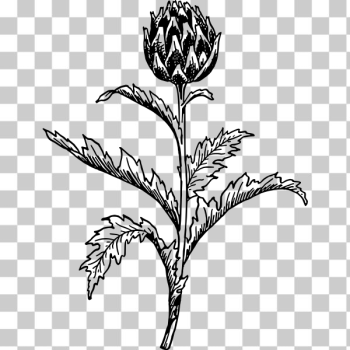 SVG Artichoke 2 SVG Artichoke 2