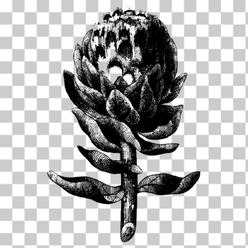 SVG Artichoke image SVG Artichoke image