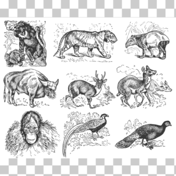 SVG Asian animals SVG Asian animals