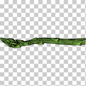 SVG asparagus spear SVG asparagus spear