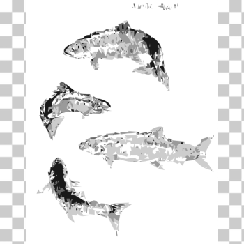 SVG Atlantic Salmon autotrace SVG Atlantic Salmon autotrace