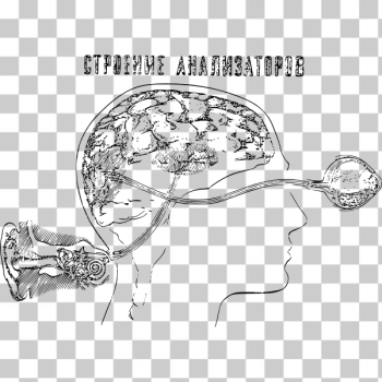 SVG Auditory and Visual Perception Schema SVG Auditory and Visual Perception Schema