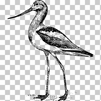 SVG Avocet clip art SVG Avocet clip art