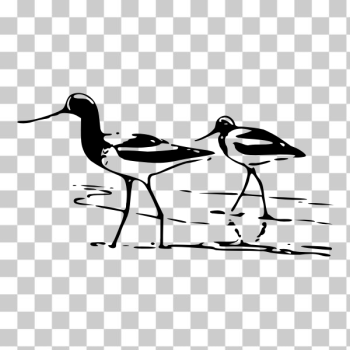SVG Avocet vector art SVG Avocet vector art