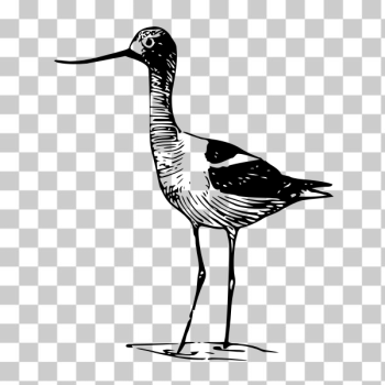 SVG Avocet Vector Image SVG Avocet Vector Image